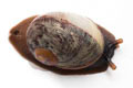 Acavus haemastoma melanotragus Induruwa, Sri Lanka juvenil, 15 mm
